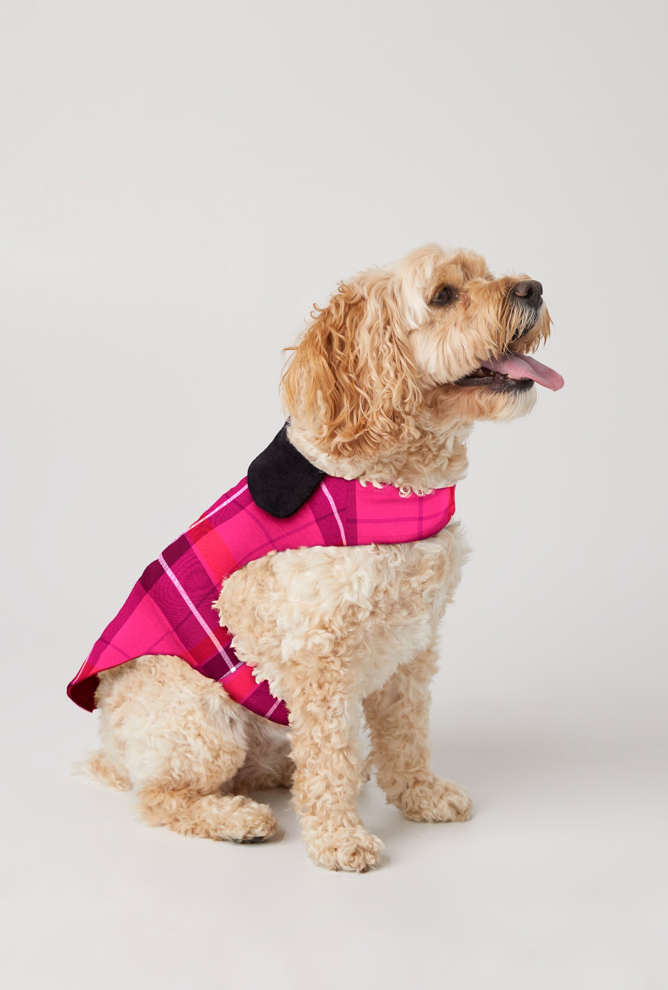A curly-haired, light brown dog sits facing right, mouth open and tongue out, wearing the Aurora Plaid Flannel Dog Jacket in Multi with a black collar against a plain light background.