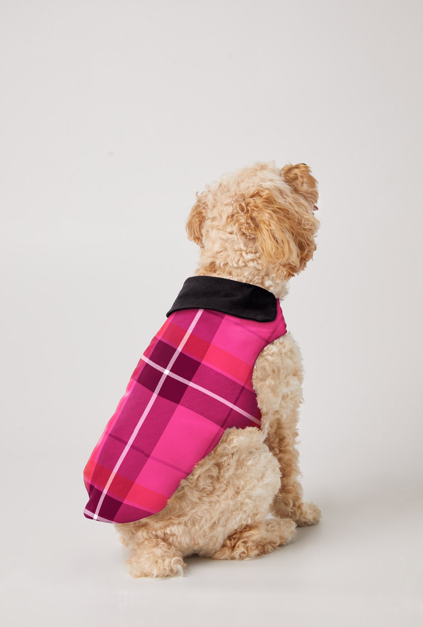 A curly-haired dog faces away, wearing the Aurora Plaid Flannel Dog Jacket in pink and purple plaid with a black collar, set against a plain white background.