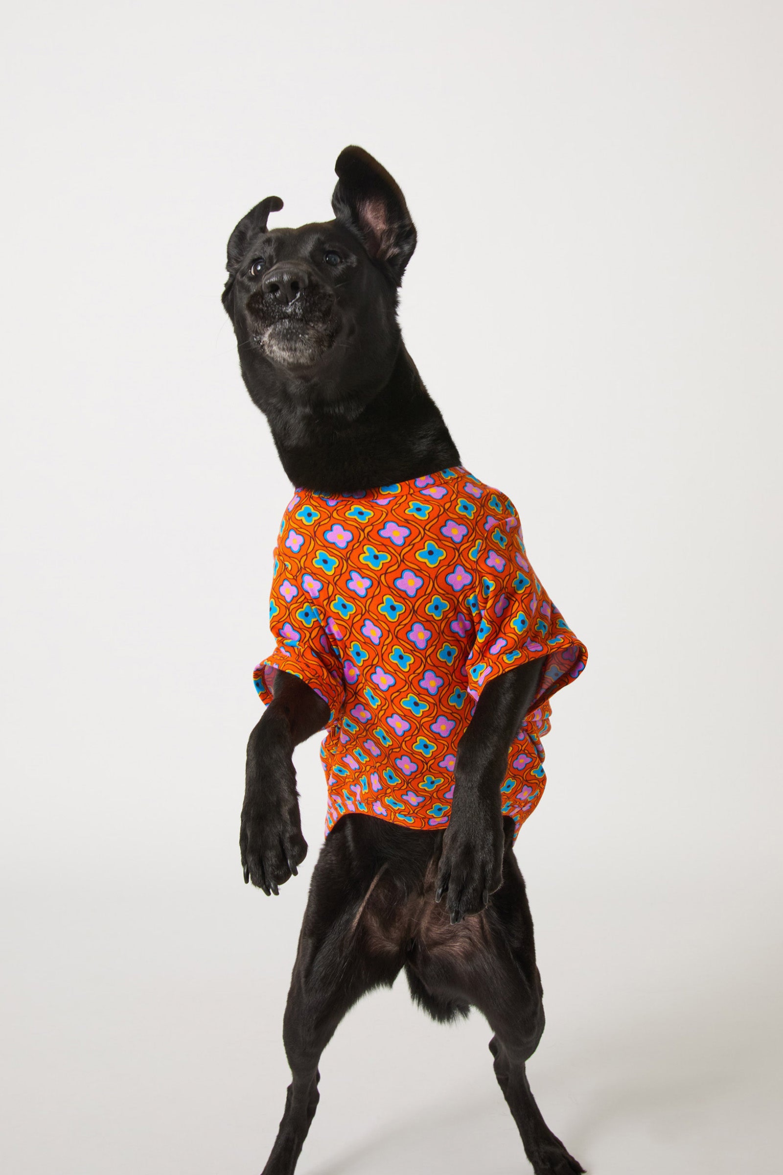 A black dog stands on its hind legs wearing the Daisy Foulard Dog Pajama, a colorful orange geometric-patterned outfit, against a plain white background.