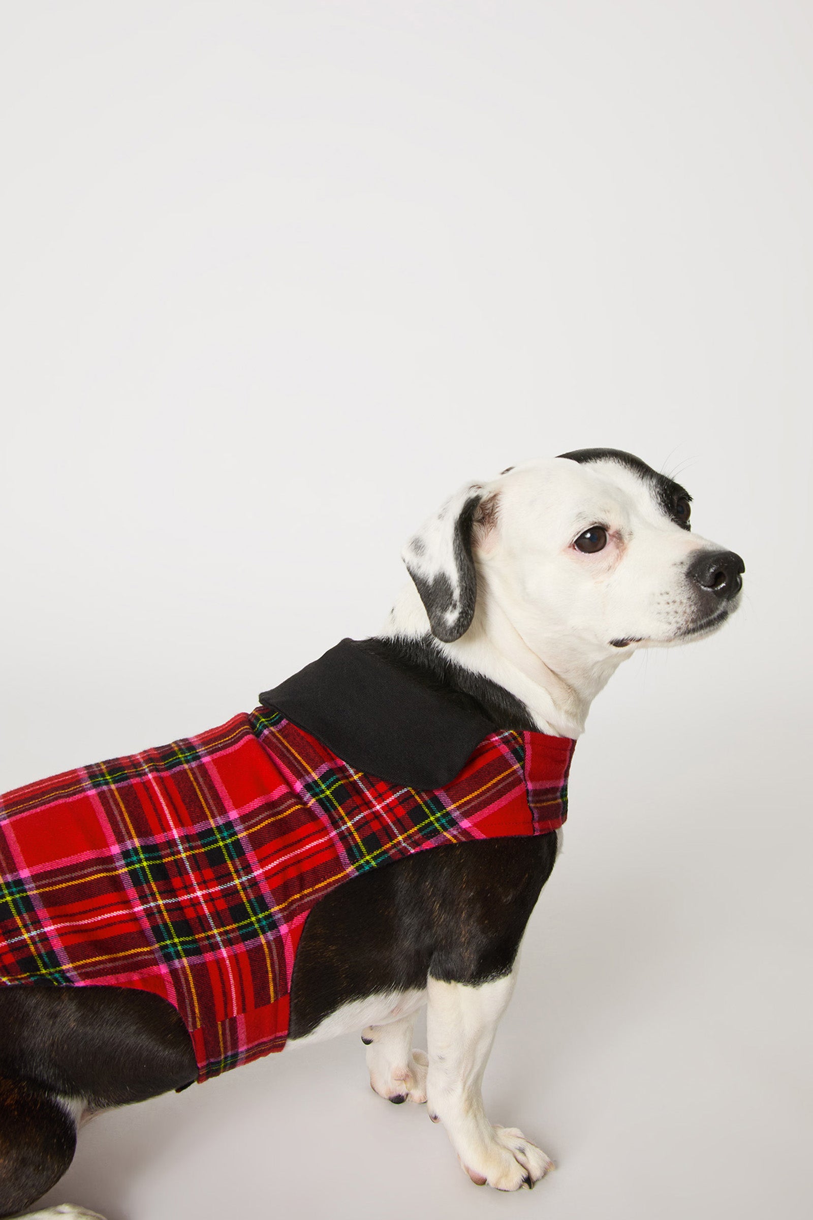 A small black and white dog sits sideways, wearing the Christmas Plaid Dog Pajama—a red plaid outfit with black accents—against a plain white background.