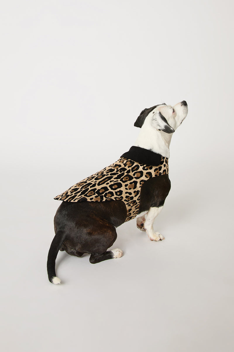 A black and white dog sits on a white background, looking upwards, wearing the Leopard Stripe Dog Pajama with a black collar.