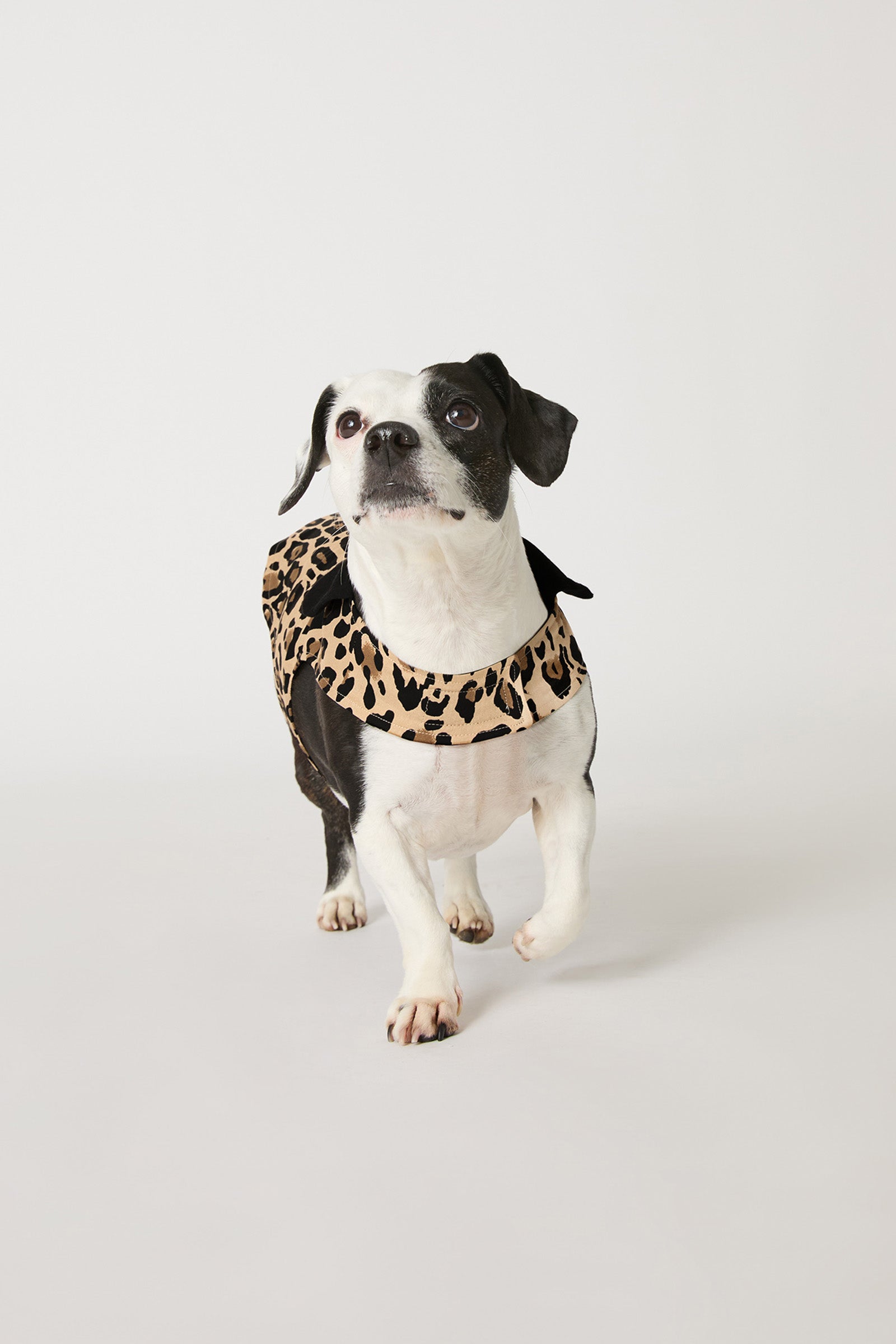 A black-and-white dog walks confidently across a plain white background wearing the Leopard Stripe Dog Pajama.