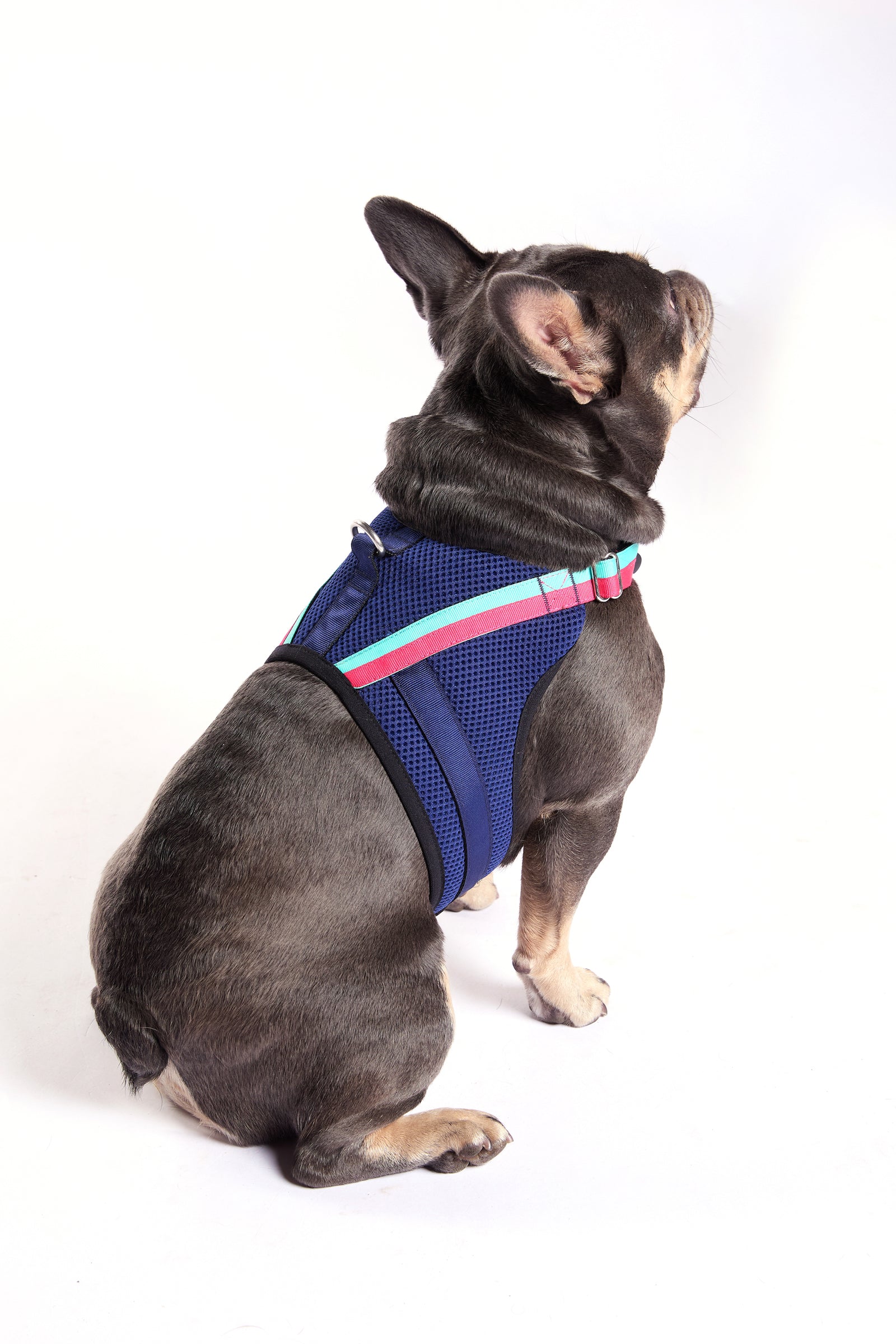 A French Bulldog wearing a Trina Turk X K9 Harness with pink and turquoise stripes sits on a white background, facing away from the camera.