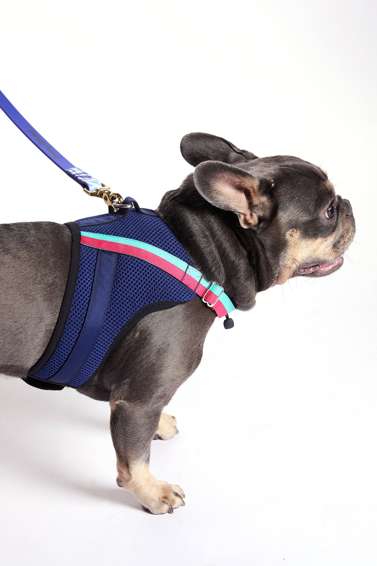 A French Bulldog wears a Trina Turk X K9 Harness and a colorful leash, standing on a white background facing right with its mouth slightly open.
