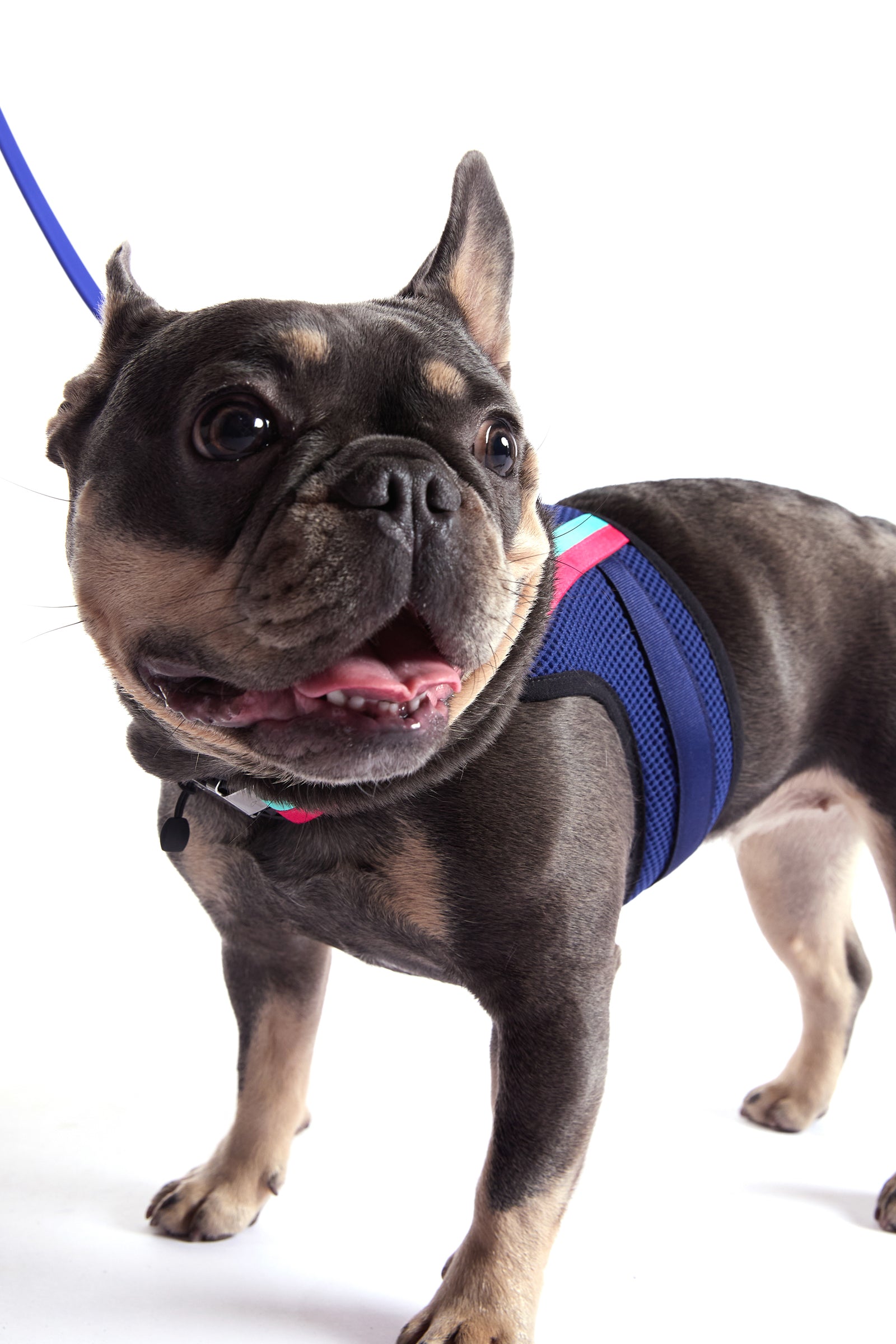 A happy French Bulldog wearing a Trina Turk X K9 Harness in blue stands on a white background, looking slightly to the side with its mouth open.