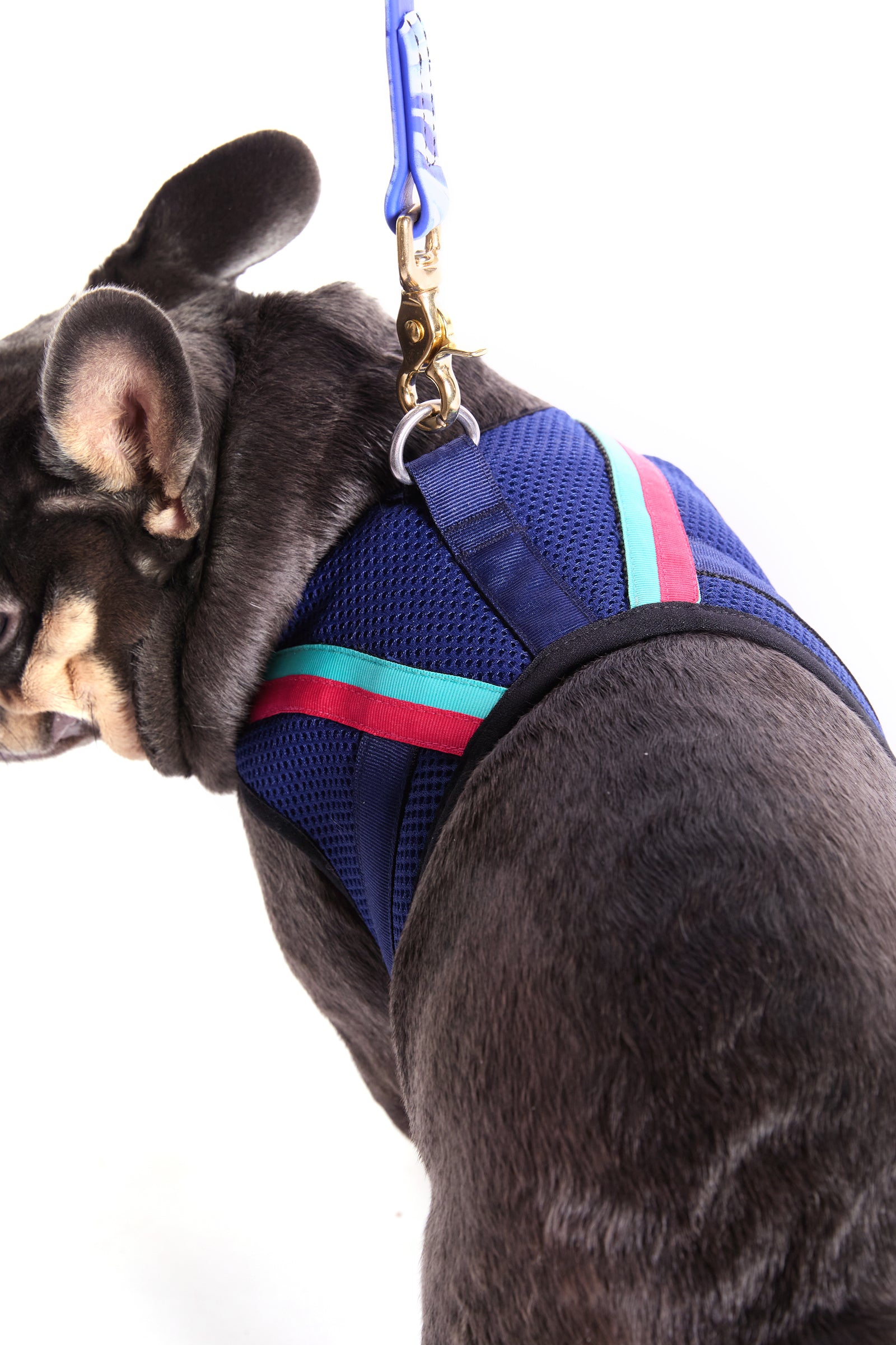 A French Bulldog in a Trina Turk X K9 Harness with red and green stripes, attached to a blue leash, looks back over its shoulder against a white background.
