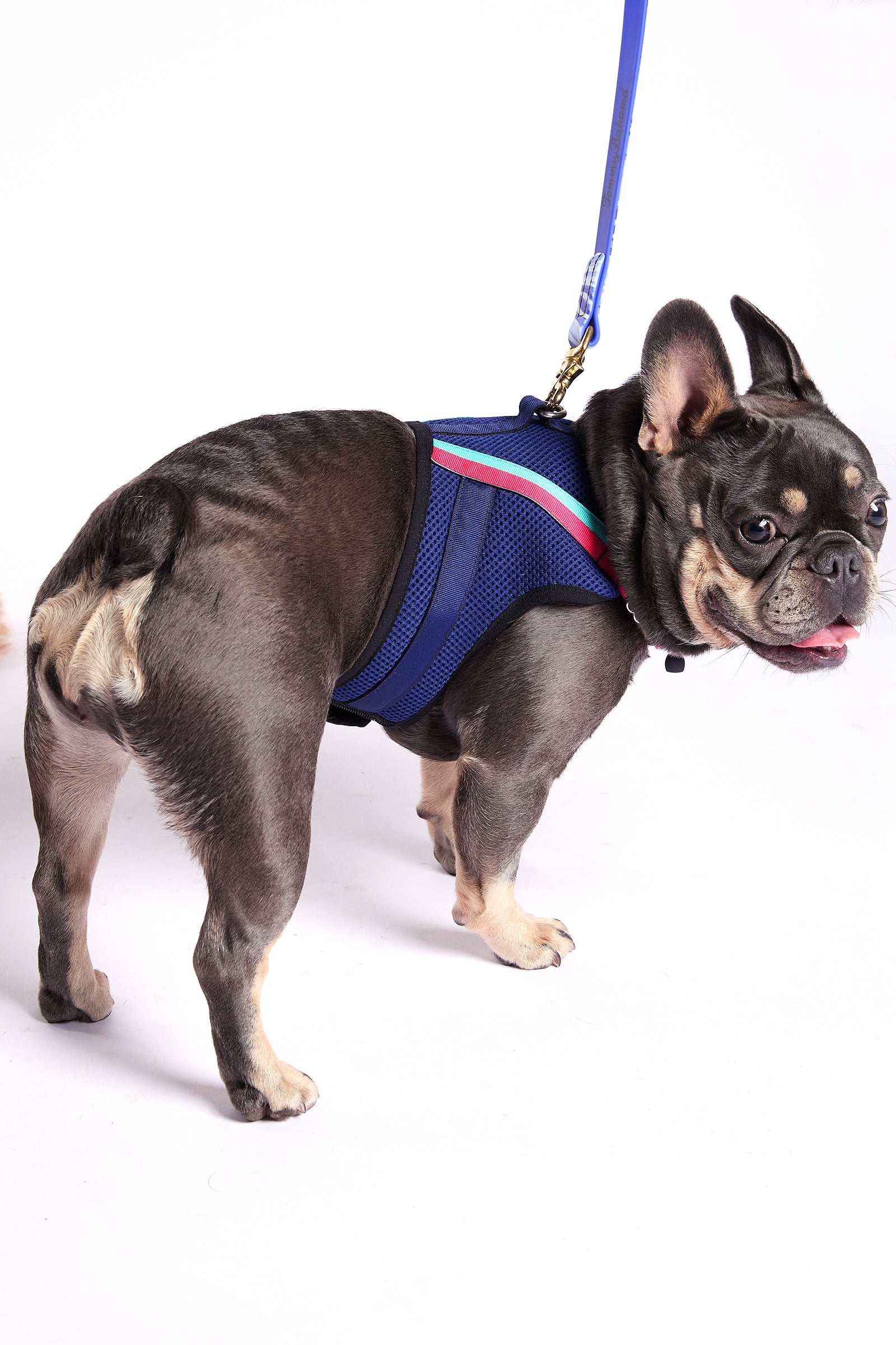 A French Bulldog wears the Trina Turk X K9 Harness in Indigo, standing on a white background and glancing over its shoulder with its tongue out. A blue leash is attached to the harness.