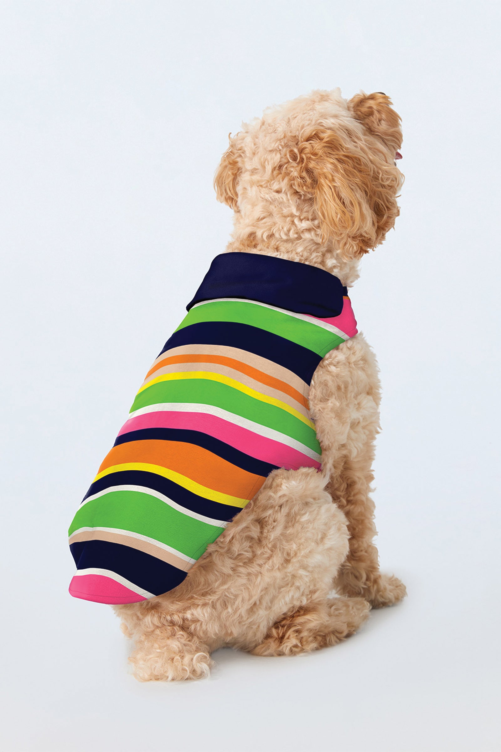 A fluffy, light-colored dog faces away, modeling the Dog Pajama Shirt - Poolside Stripe Poplin, featuring colorful horizontal stripes of navy, pink, green, orange, and yellow on a light background.