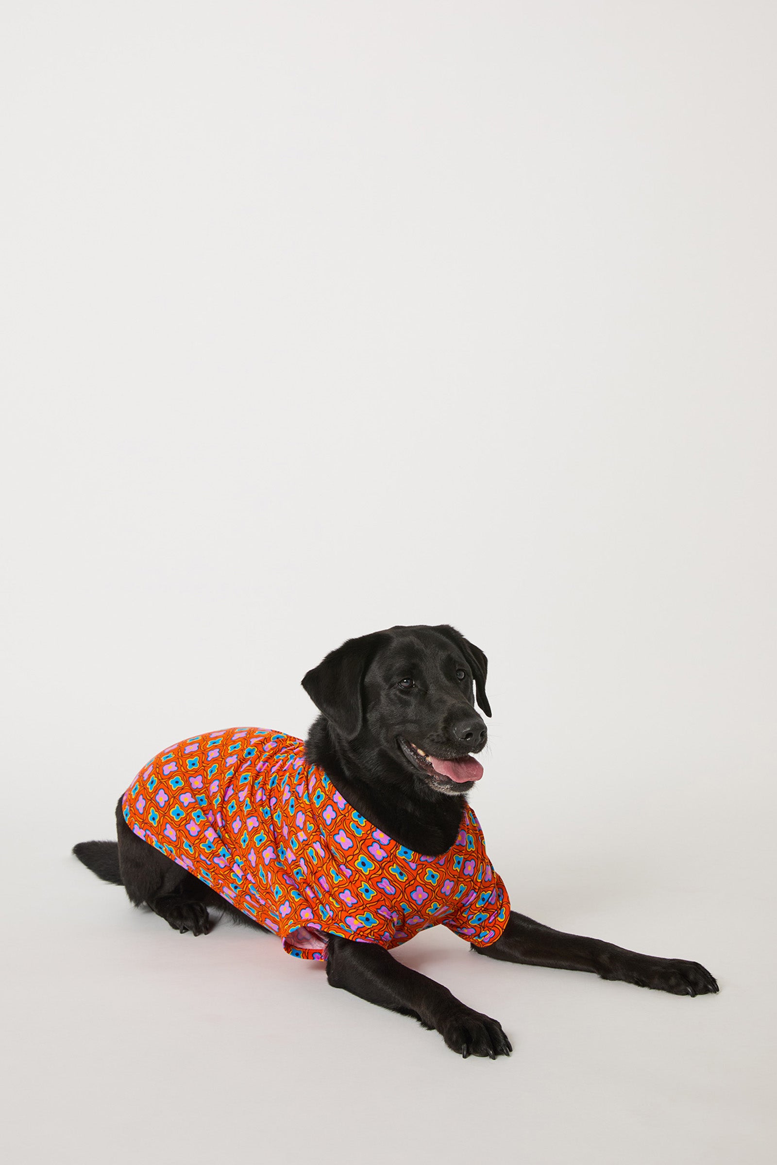 A black Labrador lies on the floor against a white background, wearing the Daisy Foulard Dog Pajama, a colorful red shirt with a playful pattern.