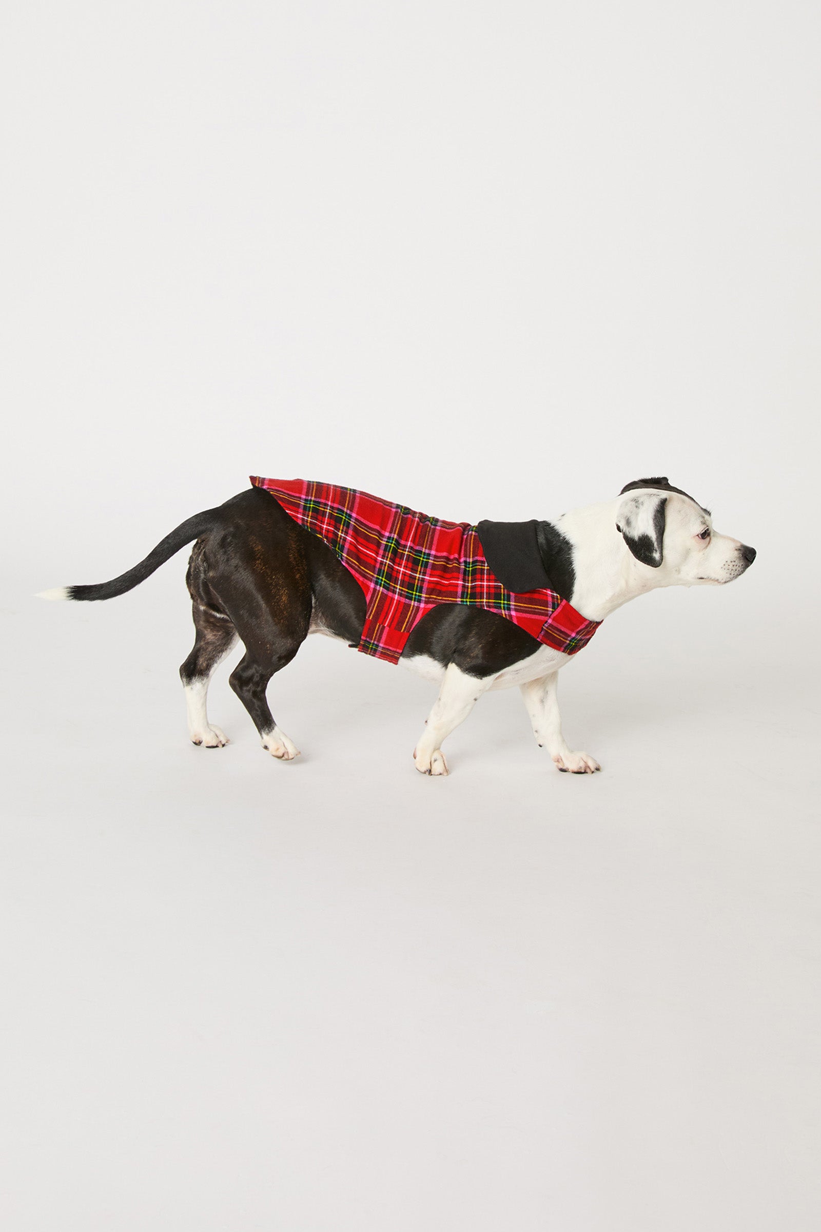 A black and white dog is wearing the Christmas Plaid Dog Pajama and standing on a plain white background.