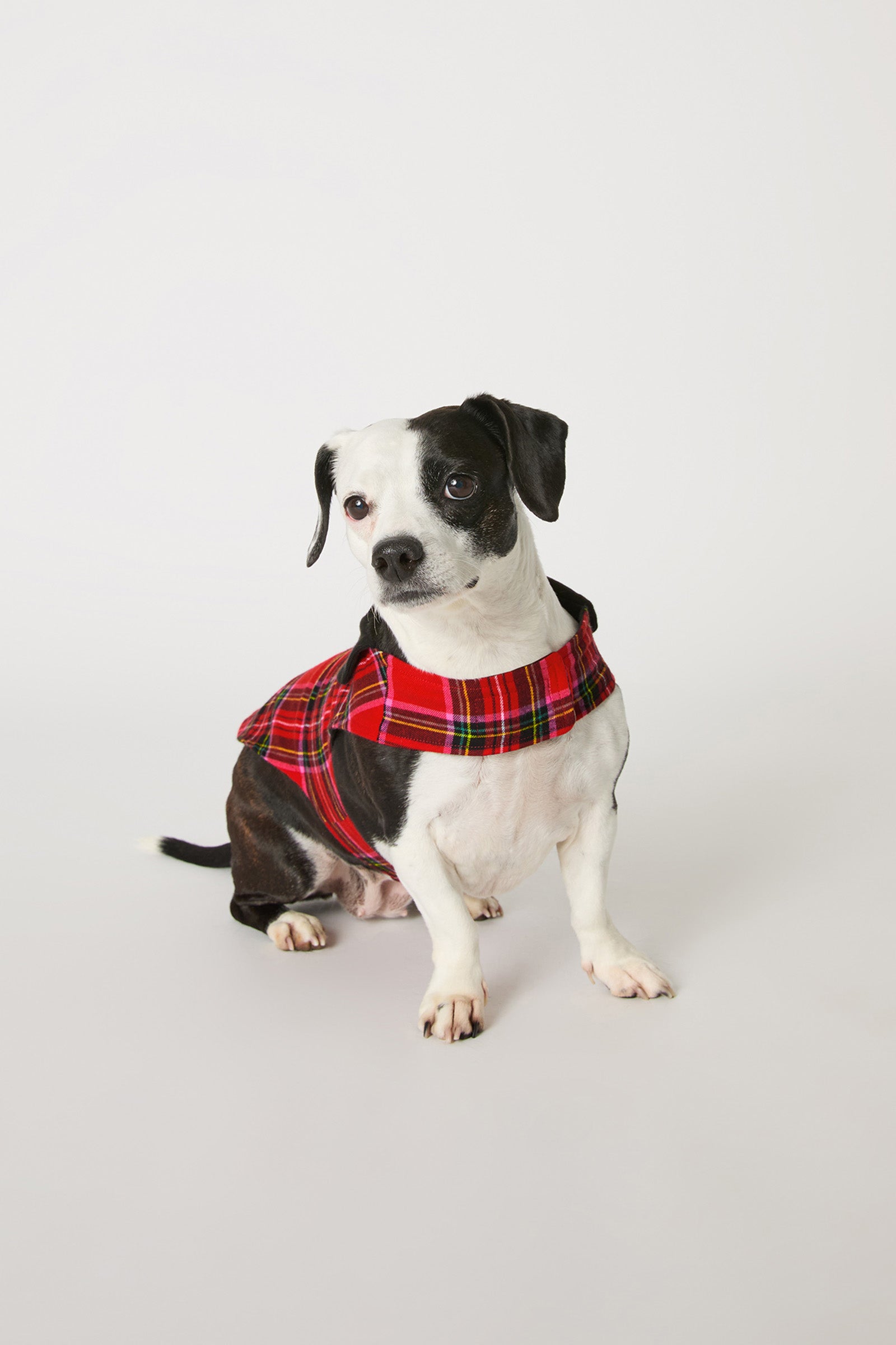 A black and white dog wearing the Christmas Plaid Dog Pajama sits on a plain white background, looking slightly to the side.