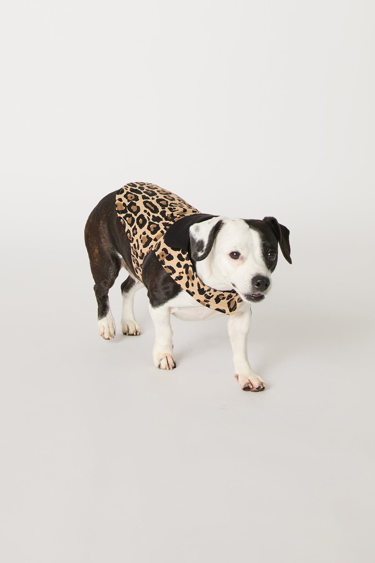 A black and white dog wears the Leopard Stripe Dog Pajama, standing on a plain white background.