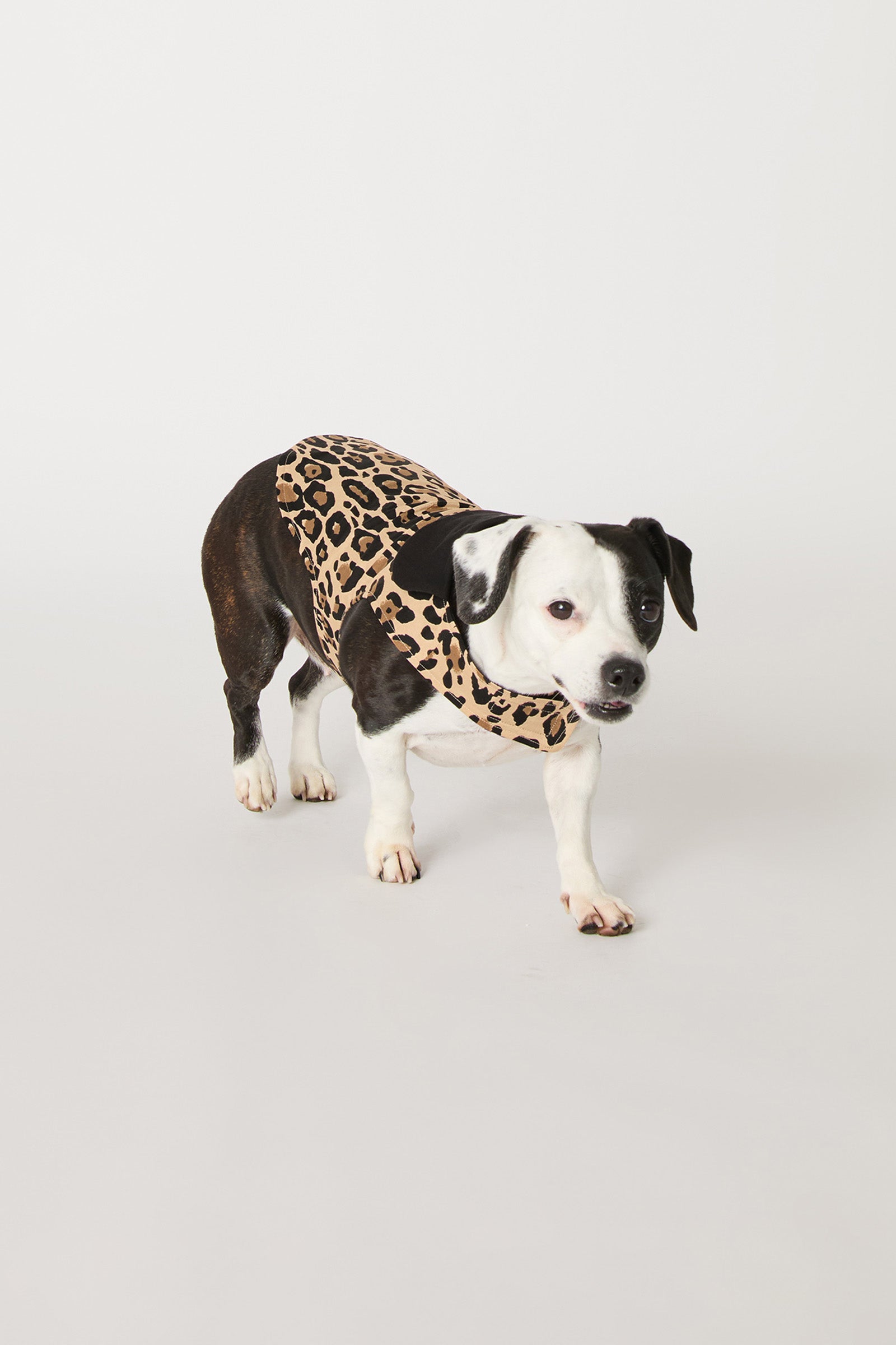 A black and white dog wears the Leopard Stripe Dog Pajama, standing on a plain white background.