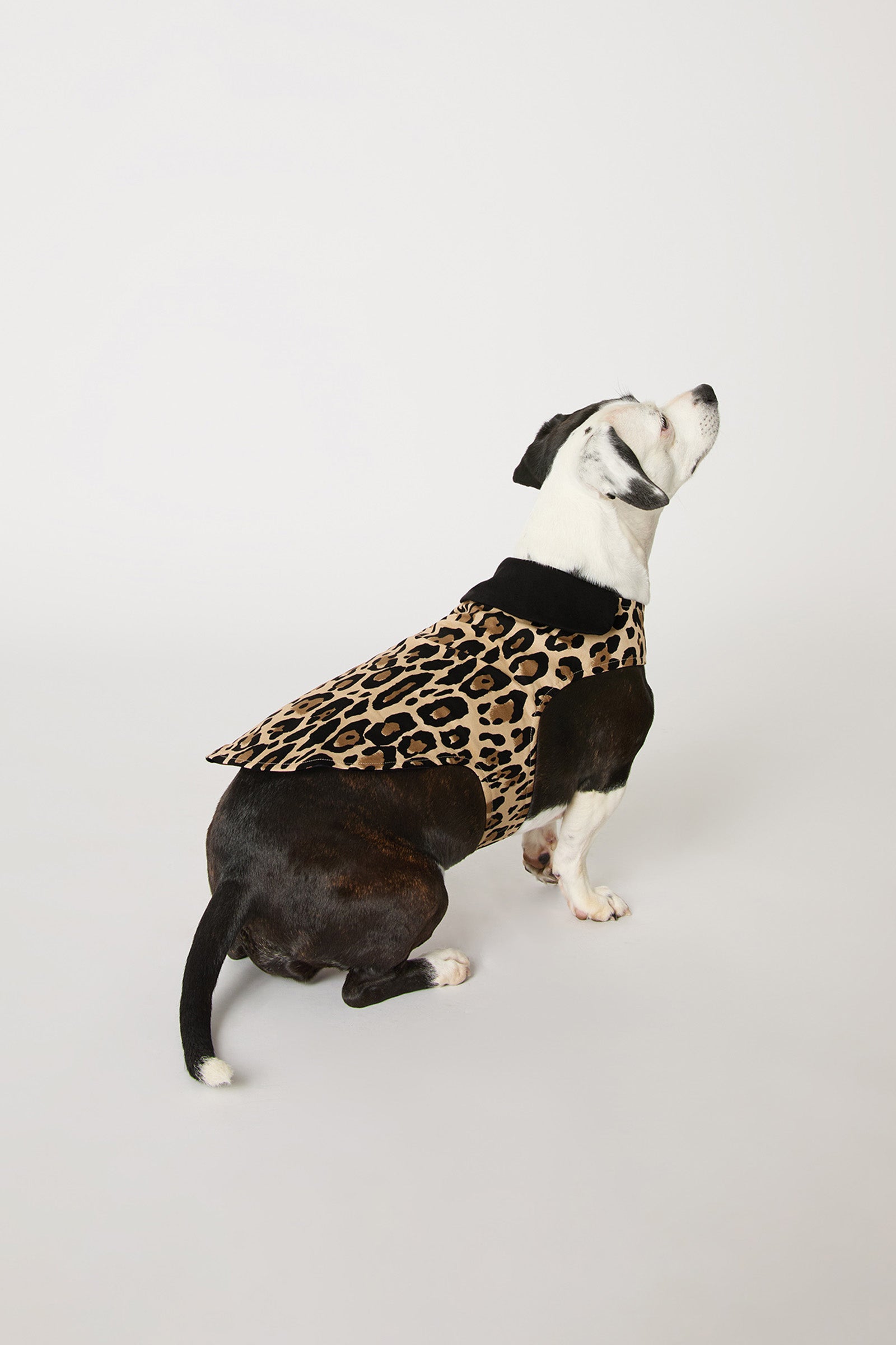A black and white dog sits on a white background, looking upwards, wearing the Leopard Stripe Dog Pajama with a black collar.