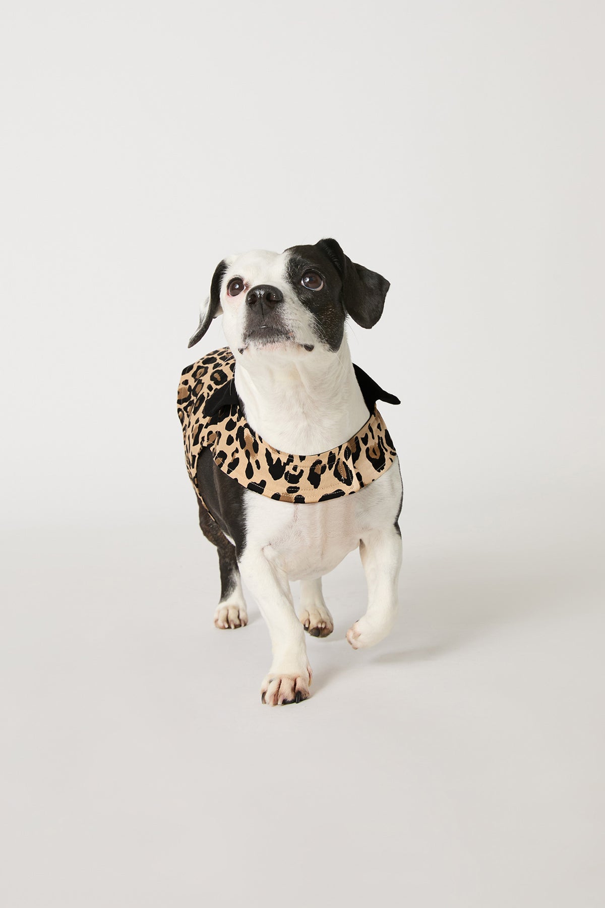 A black-and-white dog walks confidently across a plain white background wearing the Leopard Stripe Dog Pajama.