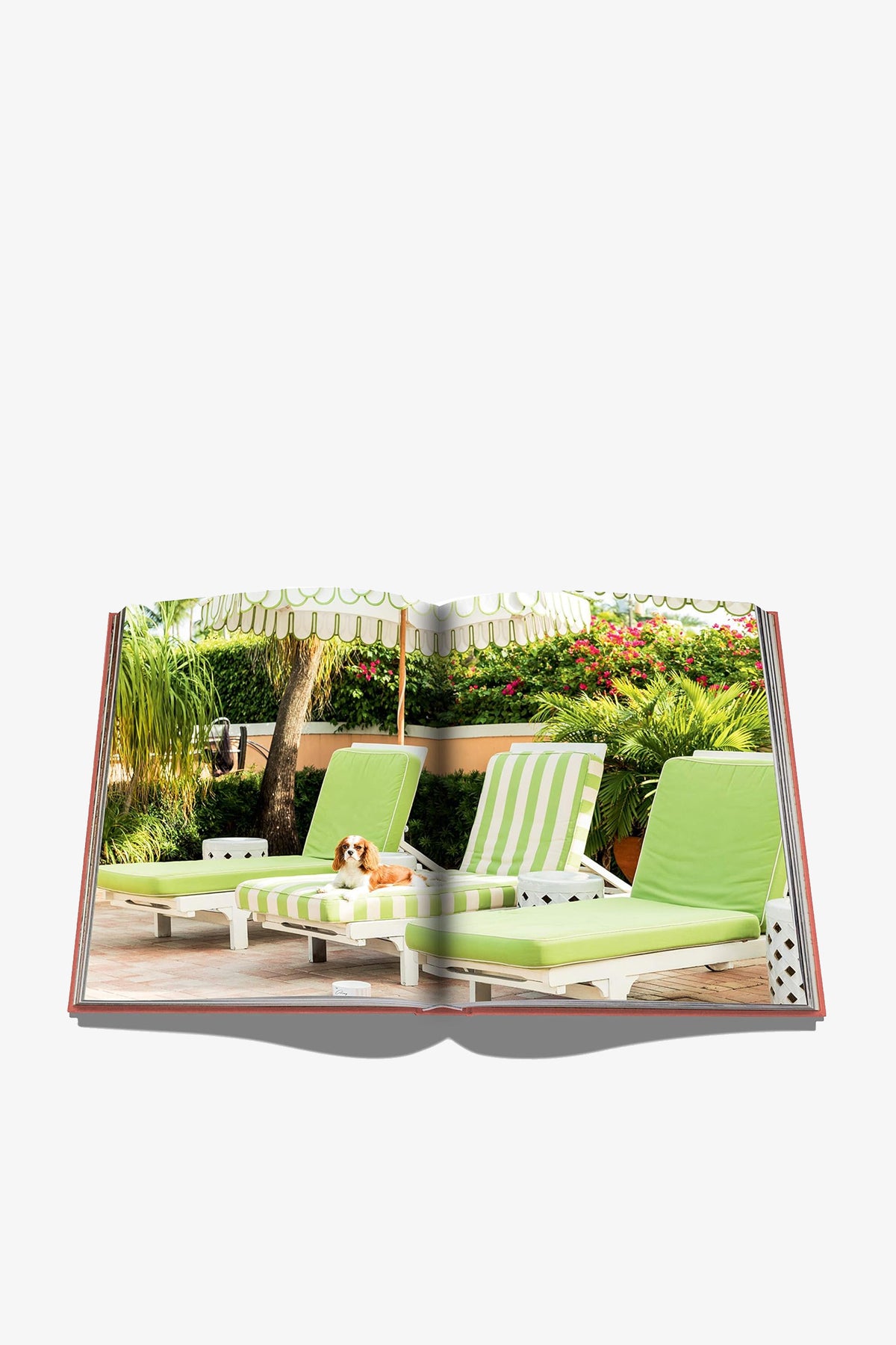 The Assouline Palm Beach Book is open to a page featuring a photo of green-striped lounge chairs beneath a scalloped umbrella, surrounded by lush plants and a small dog lounging on one of the chairs.