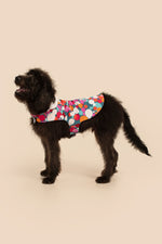 BUBBLE DOTS FRENCH TERRY PET PJ in MULTI